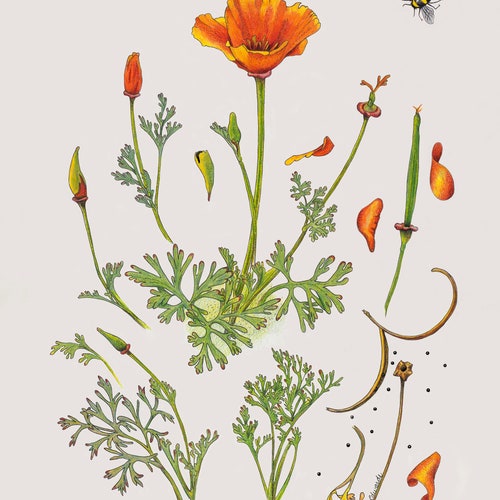 California Poppy Life Cycle - Etsy