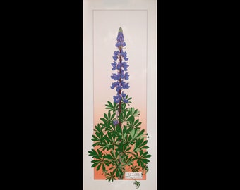 Arctic Lupine