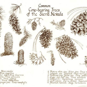 Cone-bearing Trees Pine cones of the Sierra Nevada print