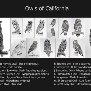 Owls of California