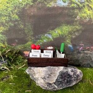 Fairy garden Dollhouse Scatola di semi in miniatura