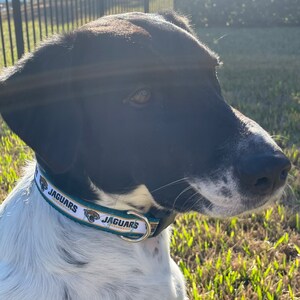 Jaguars Dog Collar