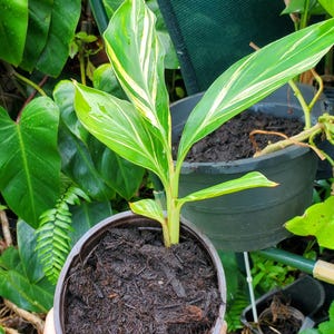 May include: A potted variegated ginger plant with green and white striped leaves. The plant is in a brown plastic pot with dark brown soil.