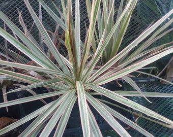 VON HAWAII! - Dracaena Marginata Stecklinge - Madagaskar Drachenbaum -  Tropische Gartenarbeit - Pflegeleicht - Geldbaum - Exotisch - Hawaiianisch  - Etsy.de