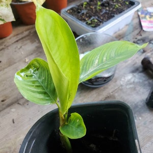 May include: A young plant with vibrant green leaves, emerging from a black plastic pot. The leaves display subtle veining and a fresh, healthy appearance. Other plants and gardening supplies are visible in the background, suggesting a gardening theme.