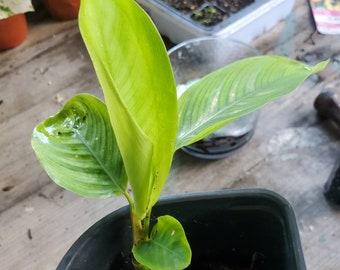 Maranta arundinacea arrow root.