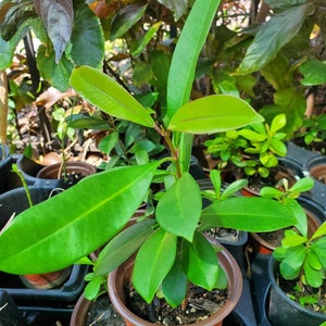 Java plum syzygium cumini.
