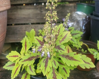 Coleus live plant