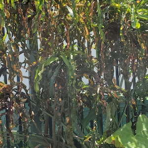 Croton varigatum