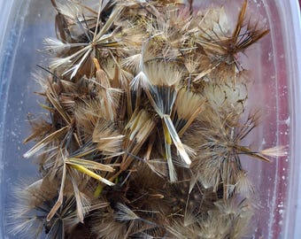 Papallo seeds or live plant starter.