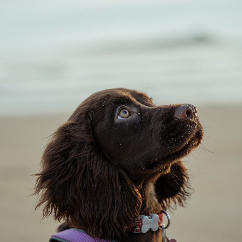 May include: A brown and black puppy with floppy ears looks up at the camera. The puppy is wearing a purple and red collar with a silver tag.