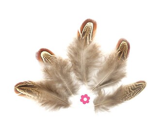x 10 natural 4-8cm (50F) Brown pheasant feather