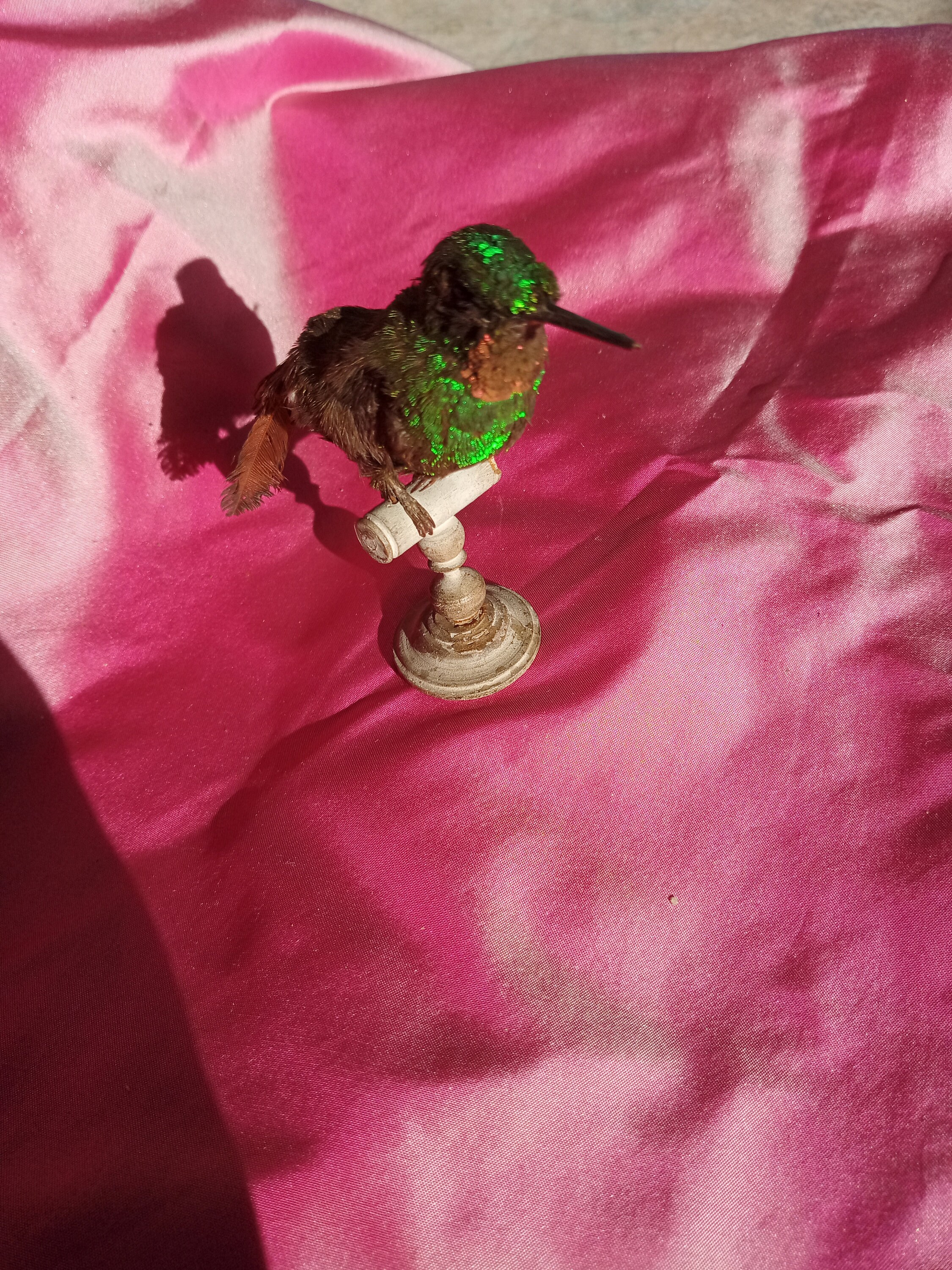 Oiseau Taxidermique Antique