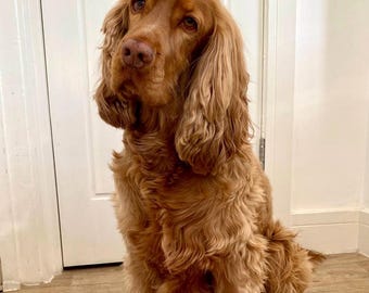 Cocker Spaniel bowl, Medium dog bowl, dog food bowl, dog bowl, personalised dog bowl, ceramic dog bowl, dog food holder, custom dog bowl