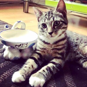 Może przedstawiać: Koty tabby z białymi łapami siedzi obok białej ceramicznej miski dla zwierząt z niebieskimi i białymi wzorami. Miska ma podstawę w kształcie łapy.