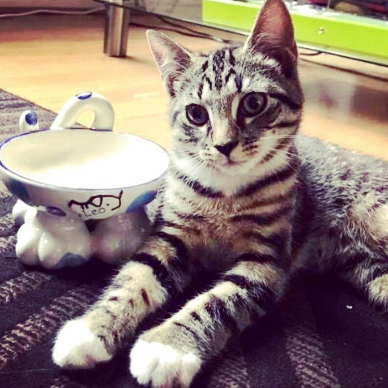 Może przedstawiać: Koty tabby z białymi łapami siedzi obok białej ceramicznej miski dla zwierząt z niebieskimi i białymi wzorami. Miska ma podstawę w kształcie łapy.