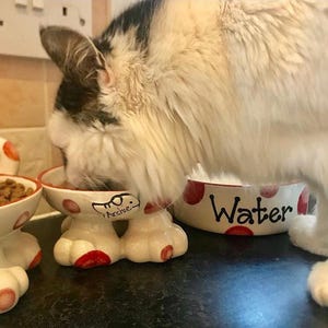 personalised cat bowl, cat bowl, cat bowl with name, cat bowl ceramic, personalised cat gift, raised cat bowl, elevated cat bowl, cat dish zdjęcie 9