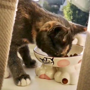 Personalised Hand-Painted Elevated Cat Bowl, Ceramic Pet Feeder with Name Tag