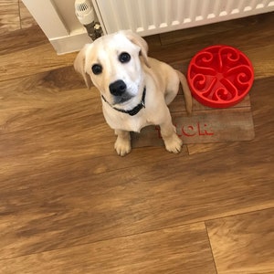 May include: A light brown puppy sits on a wooden floor looking up at the camera. The puppy is wearing a black collar. A red slow feeder bowl is on a wooden mat with the word "FOR" printed on it.