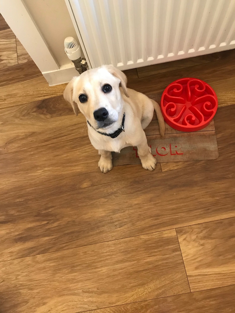 May include: A light brown puppy sits on a wooden floor looking up at the camera. The puppy is wearing a black collar. A red slow feeder bowl is on a wooden mat with the word "FOR" printed on it.