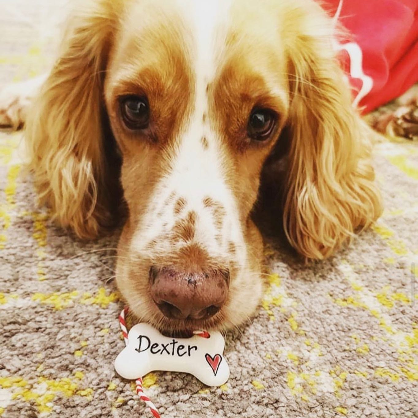 Dog Christmas decoration, personalised Christmas decoration, dog bone hanging decoration, personalised ceramic bone, gift for dogs, Xmas dog