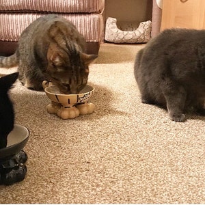 May include: Three cats eating from cat bowls with paw-shaped bases. The bowls are black, beige, and gray. The cats are black, tabby, and gray.
