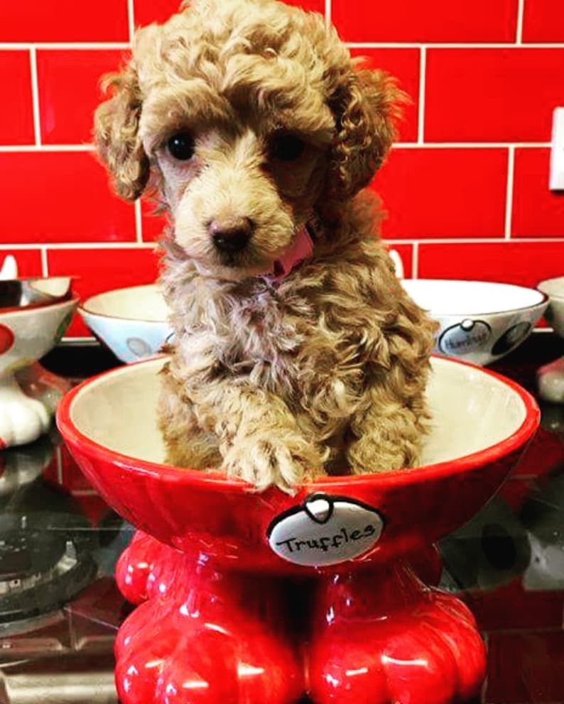 Raised dog bowl personalised dog bowl dog bowl elevated Etsy