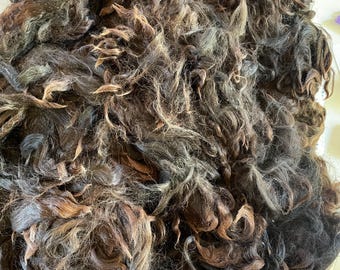 Skirted Bay-Black Alpaca Fleece: Huacaya-Suri Cross, Charlie, for Spinning or Crafting