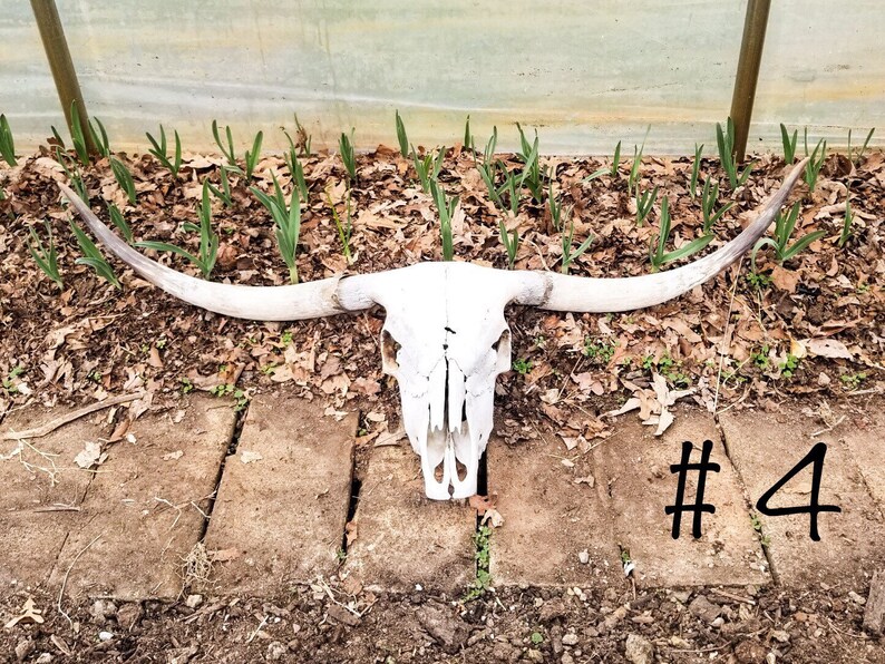 Scottish Highland Cattle Skull Genuine Cow Skull for | Etsy
