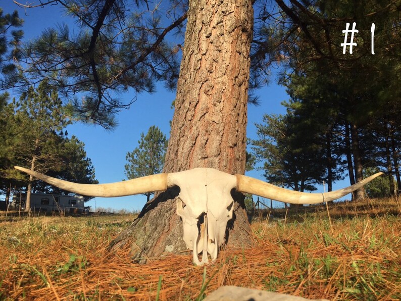 Scottish Highland Cattle Skull Genuine Cow Skull for | Etsy