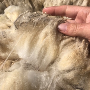 May include: Close-up of raw, unprocessed wool fibers. The wool is a creamy off-white color with areas of light brown and gray. A hand gently touches the wool, highlighting its soft texture and natural state. The image showcases the raw material before processing.
