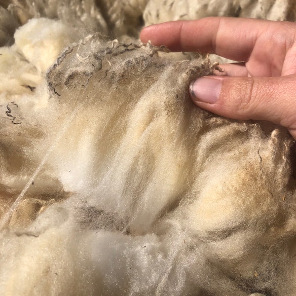 Tunis Fleece - Raw Skirted Sheep Wool, SE2SE Rare Sheep Breed by the Ounce or Pound