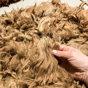 Alpaca Fleece, Skirted 2.5 Lb Huacaya-Suri Cross Fawn Martina - 2023 Shearing, Skirted Unwashed Natural Alpaca Fleece for Spinning