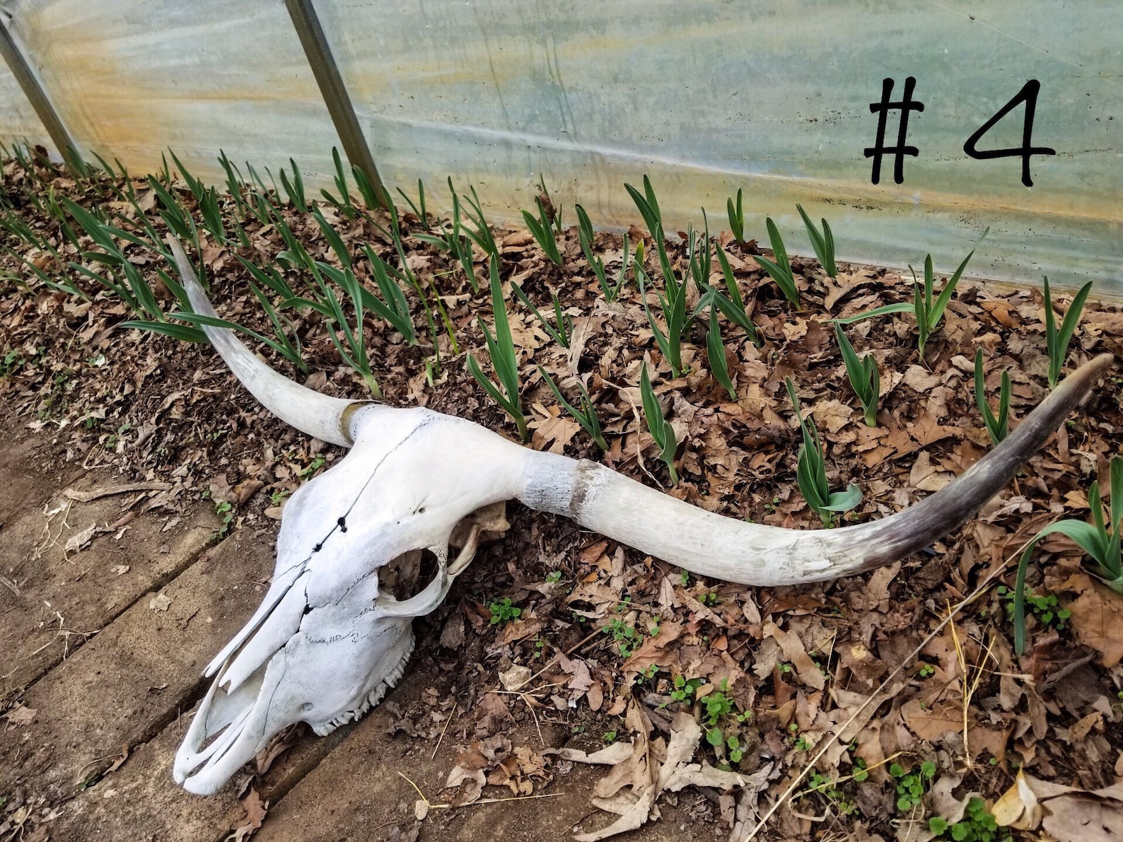 Scottish Highland Cattle Skull Genuine Cow Skull for | Etsy