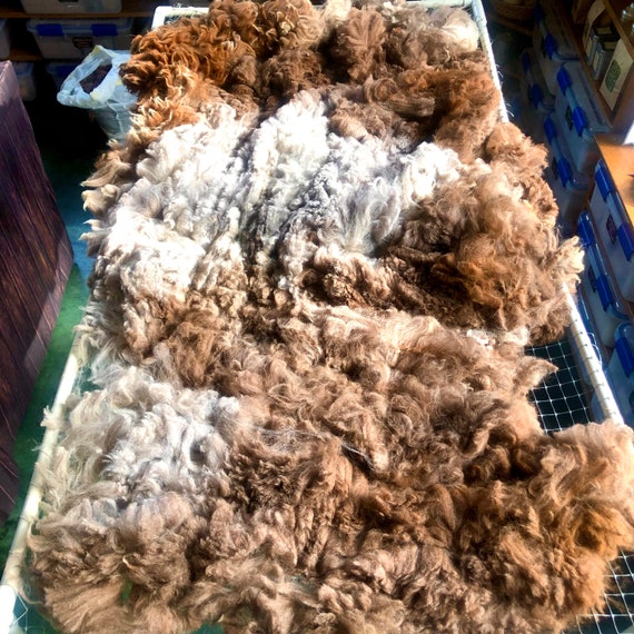 Alpaca Fleece, Skirted 2.5 Lb Huacaya Gray-brown Second Shearing, Skirted  Unwashed Natural Alpaca Fleece for Spinning or Felting 