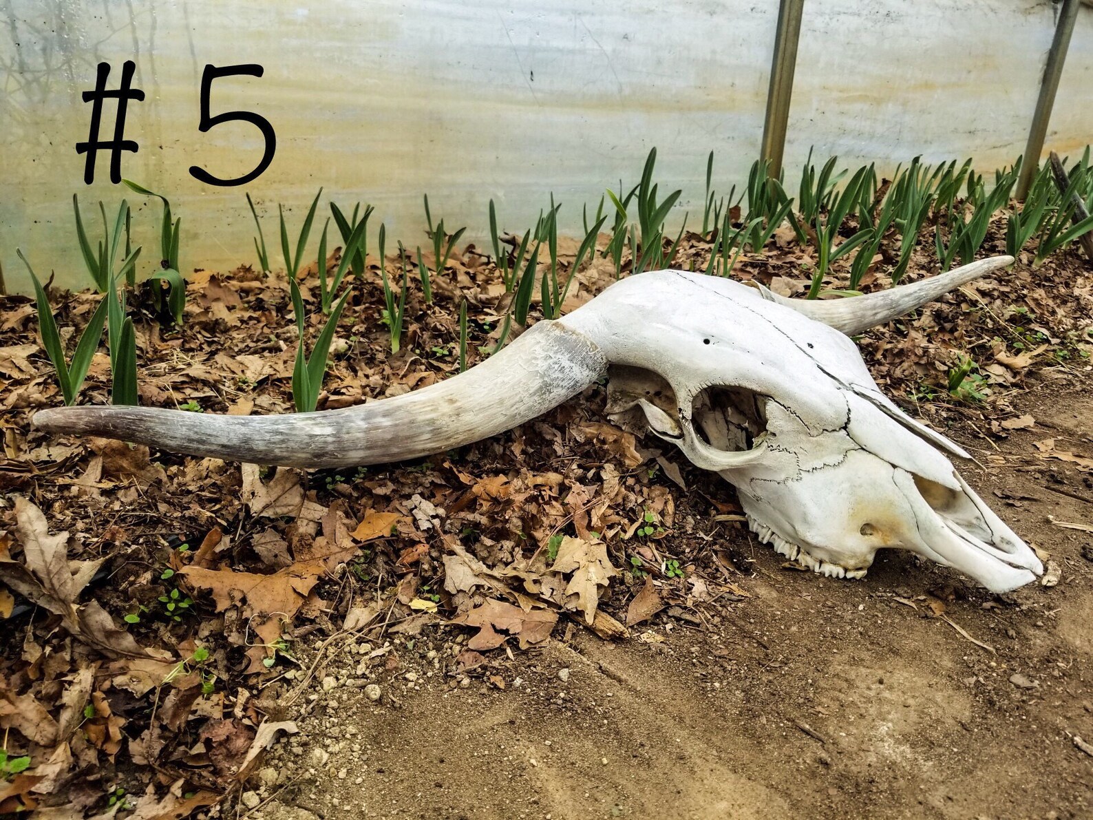 Scottish Highland Cattle Skull Genuine Cow Skull for | Etsy