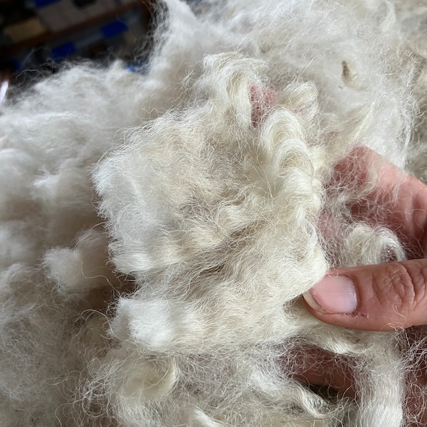 Alpaca Fleece, Skirted 2.25 Lb Huacaya White - Clean Skirted Unwashed Natural Alpaca Fleece for Spinning or Felting