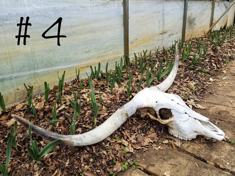 Scottish Highland Cattle Skull Genuine Cow Skull for | Etsy
