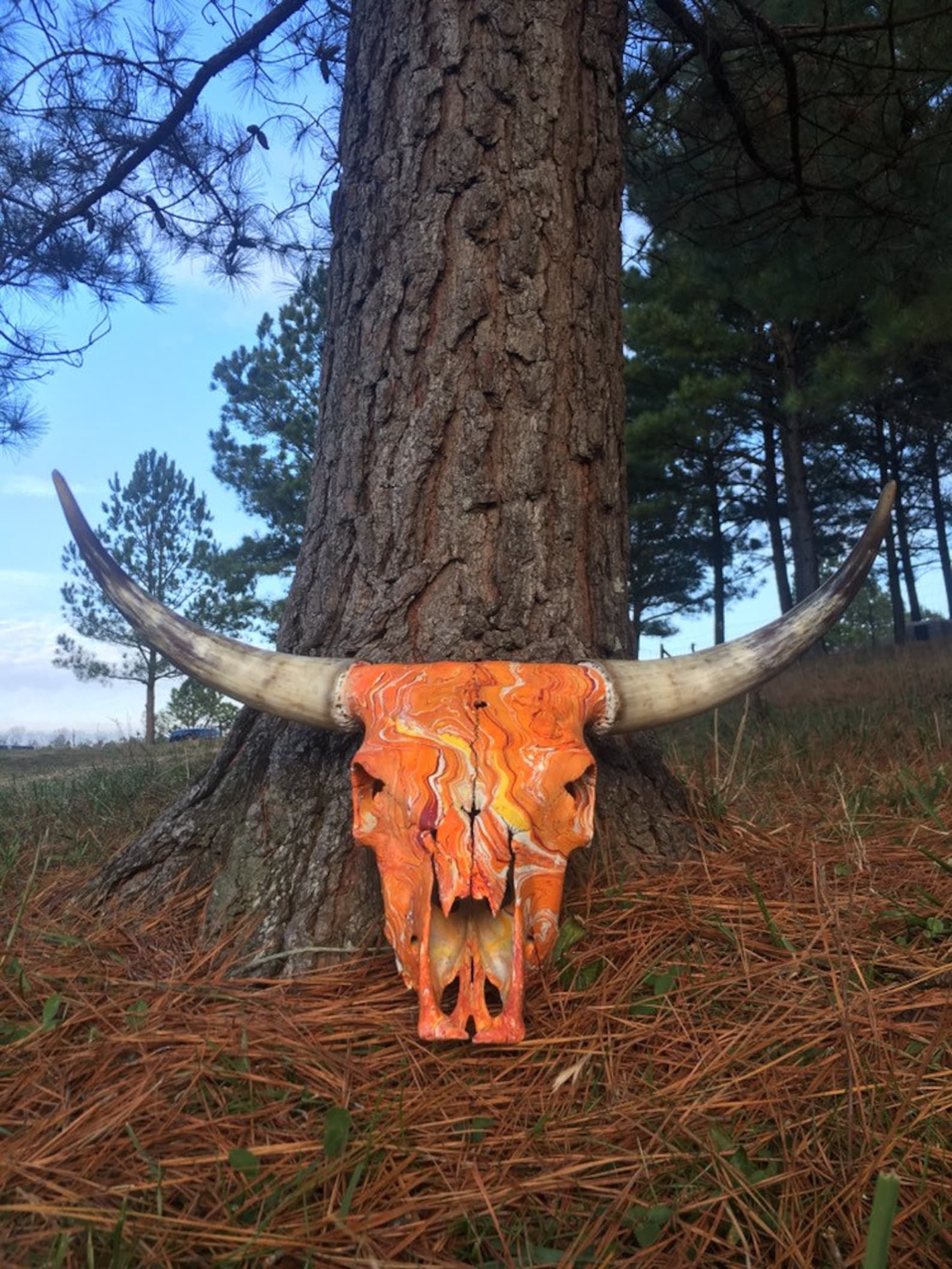 Scottish Highland Cattle Skull Genuine Cow Skull for | Etsy