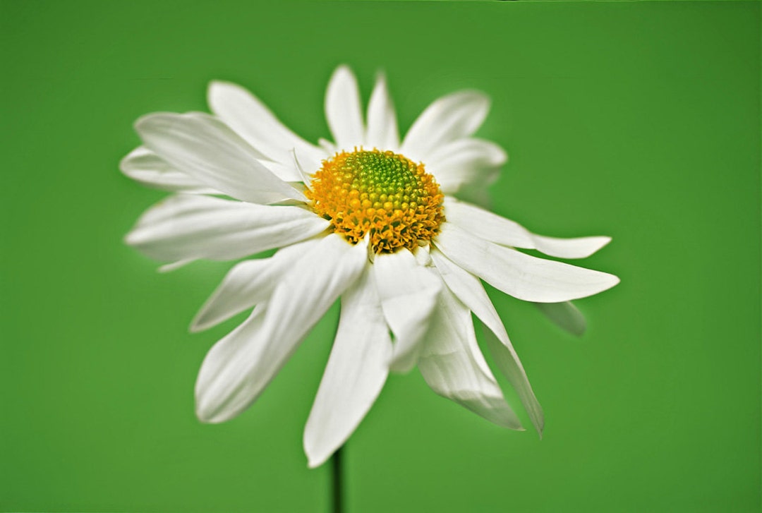 Daisy Photo, Flower Picture, Sunset Photo, Flower Photograph, Flower  Photography, Flower Decor, Flower Wall Art, Fine Art Print, Illinois  Landscape