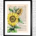 SUNFLOWER PRINT on Dictionary Page Vintage Style Watercolor - Etsy