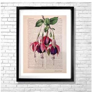 IMPRESSÃO DE FLOR FÚCSIA na página do dicionário - Arte em aquarela estilo vintage Cartaz botânico Ilustração Planta no fundo da página do livro antigo