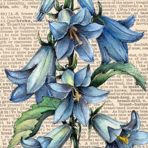 BLUEBELL Flower Drawing Print Vintage Botanical Illustration on Old ...