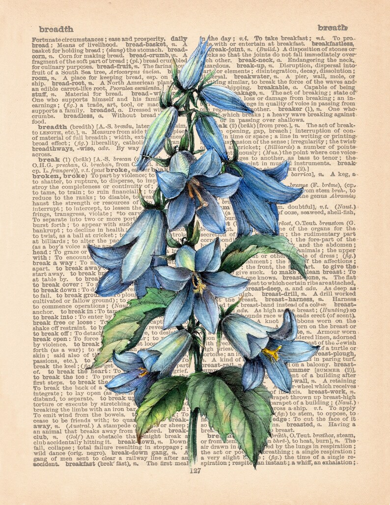 BLUEBELL Flower Drawing Print Vintage Botanical Illustration | Etsy
