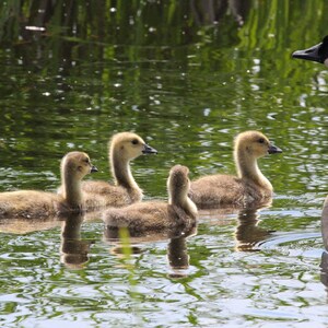 Goose Family Outing