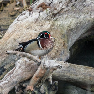 Wood Duck Wildlife Photography Print (Digital Download)