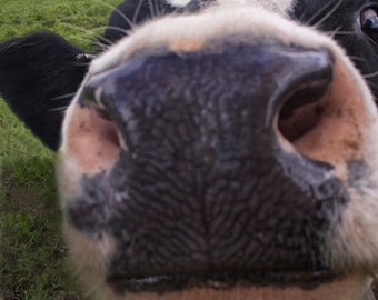 Silly Cow Print, Animal Photo, Farm Animal, Room Decor, Curious Cow