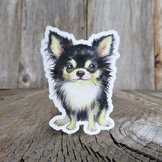 black and tan chihuahua long haired