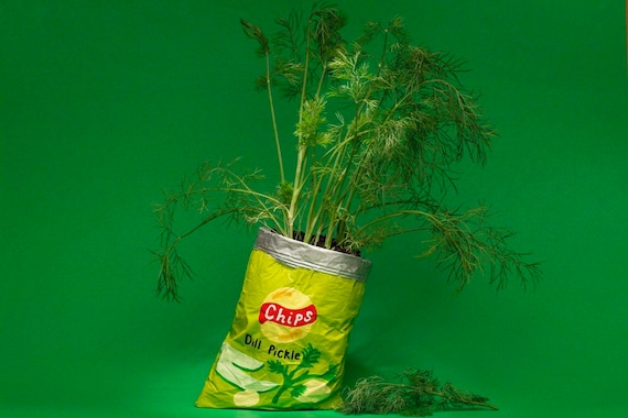 DILL PICKLE CHIPS planter