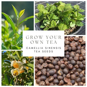 Camellia sinensis Tea Seeds - 20 Pack